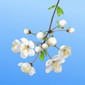 Spring blooming branch. Realistic vector illustration