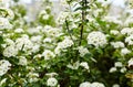 Spring blooming bush with many white flowers - Spirea Spiraea cantoniensis. Van Houttes spiraea - Latin name - Spiraea x vanhout Royalty Free Stock Photo