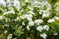 Spring blooming bush with many white flowers - Spirea Spiraea cantoniensis. Van Houttes spiraea - Latin name - Spiraea x vanhout Royalty Free Stock Photo