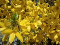 Spring blooming bush yellow flowers