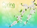 Spring blooming cherry branch with white flowers