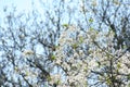 Spring blooming cherry orchards Royalty Free Stock Photo