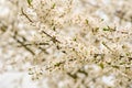 spring blooming cherry tree branches Royalty Free Stock Photo