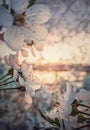 Spring blooming cherry tree. Close up sakura flowers over sunset background Royalty Free Stock Photo