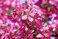 Blooming Crab Apple Tree with Purple Flowers, Background Royalty Free Stock Photo