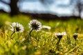 Spring blooming daisies photographed from behind Royalty Free Stock Photo