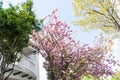Spring blooming flowers Boston