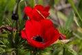 A spring blooming flower red anemone Royalty Free Stock Photo