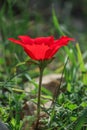 A spring blooming flower red anemone Royalty Free Stock Photo