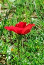 A spring blooming flower red anemone Among stones Royalty Free Stock Photo