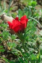 A spring blooming flower red anemone Among stones Royalty Free Stock Photo