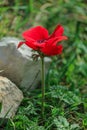 A spring blooming flower red anemone Among stones Royalty Free Stock Photo