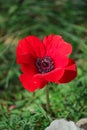 A spring blooming flower red anemone Among stones Royalty Free Stock Photo