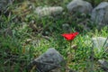 A spring blooming flower red anemone Among stones Royalty Free Stock Photo