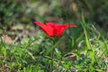 A spring blooming flower red anemone Among stones Royalty Free Stock Photo