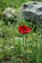 A spring blooming flower red anemone Among stones Royalty Free Stock Photo