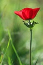 A spring blooming flower red anemone Among stones Royalty Free Stock Photo