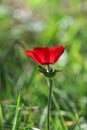 A spring blooming flower red anemone Among stones Royalty Free Stock Photo