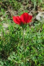 A spring blooming flower red anemone Among stones Royalty Free Stock Photo