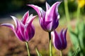 Spring blooming flowers. Beautiful purple tulips on blurred garden background Royalty Free Stock Photo