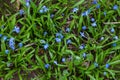 Spring. Blooming flowers in the flowerbed. violets in the park. Background