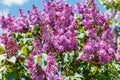 Spring blooming flowers of lilac on lilac bushes against the blue sky. Natural background of violet blooming lilac flowers outside Royalty Free Stock Photo
