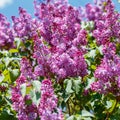 Spring blooming flowers of lilac on lilac bushes against the blue sky. Natural background of violet blooming lilac flowers outside Royalty Free Stock Photo