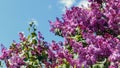 Spring blooming flowers of lilac on lilac bushes against the blue sky. Natural background blooming lilac flowers outside. Long web Royalty Free Stock Photo