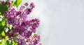 Spring blooming flowers of lilac on lilac bushes. Natural background with copy space place for text. Long web banner outside