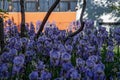 Garden flowerbed of purple irises and blurry tree trunks on orange color background. Luxuriant petals of blue iris field. Blooming
