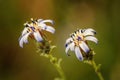 Spring blooming forest flowers blue purple white in soft focus on lgreen background outdoor close-up macro. Spring template floral Royalty Free Stock Photo