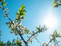 Spring blooming fruit trees. White plum flowers on blue sky background . Springtime, blossom orchard Royalty Free Stock Photo