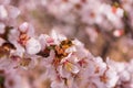 Spring blooming garden. Bee Anthophila on cherry flowers Prunus tomentosa close-up.