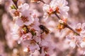 Spring blooming garden. Bee Anthophila on cherry flowers Prunus tomentosa close-up. Soft bokeh.