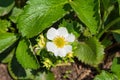 Spring blooming garden. Big white garden strawberry flower on green leaves background. Garden strawberries closeup view Royalty Free Stock Photo