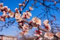 Spring blooming garden. Flowering branch of the apricot tree against the blue sky, close-up. Royalty Free Stock Photo