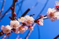 Spring blooming garden. Flowering branch of the apricot tree against the blue sky, close-up. Royalty Free Stock Photo