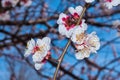 Spring blooming garden. Flowering branch of the apricot tree close-up. Soft bokeh. Royalty Free Stock Photo