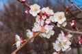 Spring blooming garden. Flowering branch of the apricot tree close-up. Soft bokeh. Royalty Free Stock Photo