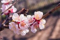Spring blooming garden. Flowering branch of the apricot tree close-up. Soft bokeh. Royalty Free Stock Photo