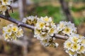 Spring blooming garden. Flowering branch of the plum tree Prunus domestica close-up against a background of green grass.