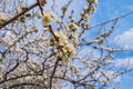 Spring blooming garden. Flowering branch of the plum tree Prunus domestica close-up against the blue sky. Soft bokeh. Royalty Free Stock Photo