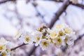 Spring blooming garden. Flowering branch of the plum tree Prunus domestica close-up. Plum flowers and a bee. Royalty Free Stock Photo