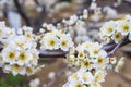 Spring blooming garden. Flowering branch of the plum tree Prunus domestica close-up. Soft bokeh.