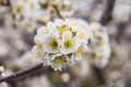 Spring blooming garden. Flowering branch of the plum tree Prunus domestica close-up. Soft bokeh. Royalty Free Stock Photo