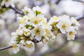 Spring blooming garden. Flowering branch of the plum tree Prunus domestica close-up. Soft bokeh. Royalty Free Stock Photo