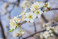 Spring blooming garden. Flowering branch of the plum tree Prunus domestica close-up. Soft bokeh.