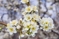 Spring blooming garden. Flowering branch of the plum tree Prunus domestica close-up. Soft bokeh. Royalty Free Stock Photo