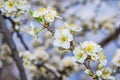 Spring blooming garden. Flowering branch of the plum tree Prunus domestica close-up. Royalty Free Stock Photo