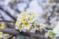 Spring blooming garden. Flowering branch of the plum tree Prunus domestica close-up. Royalty Free Stock Photo